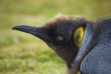 King Penguin (juvenile)